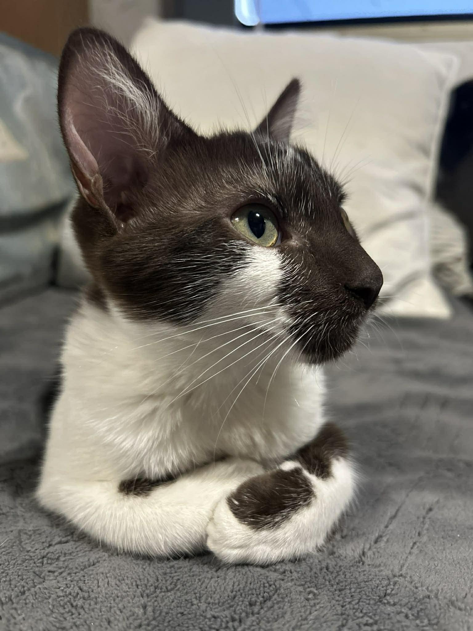 Enlarge Duva, a ADOPTABLE Domestic Short Hair in Oceanside, CA image 3/4