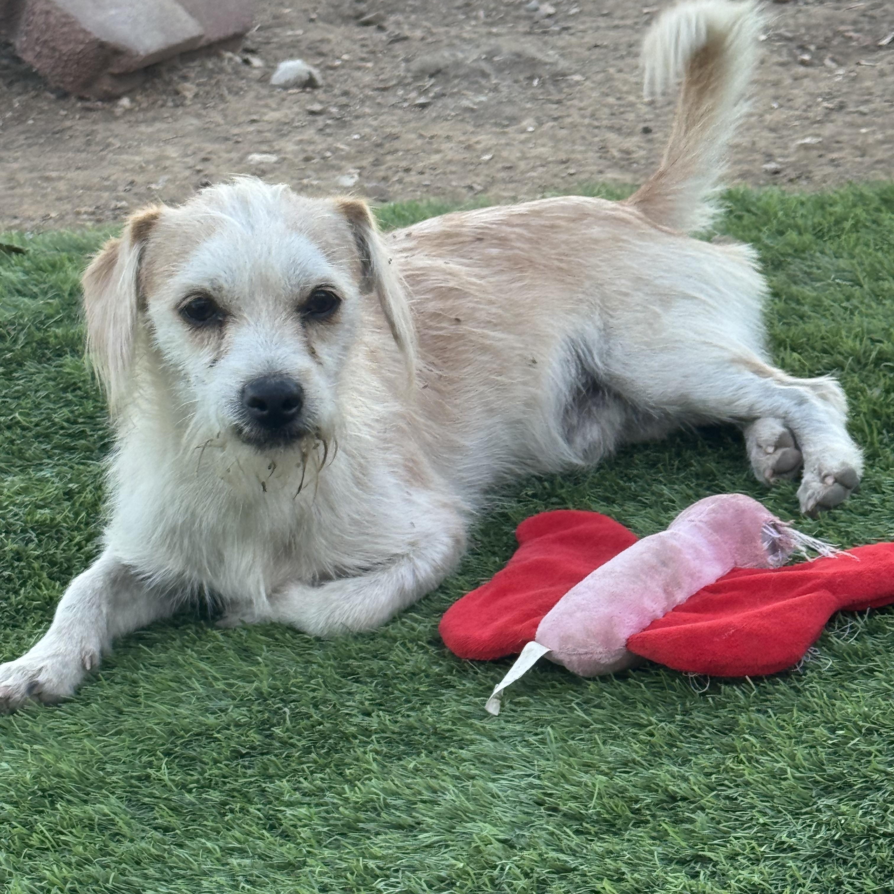 Enlarge Mr. Cutie Dexter, a Adoptable mixed breed in Ridgefield, WA image 3/6