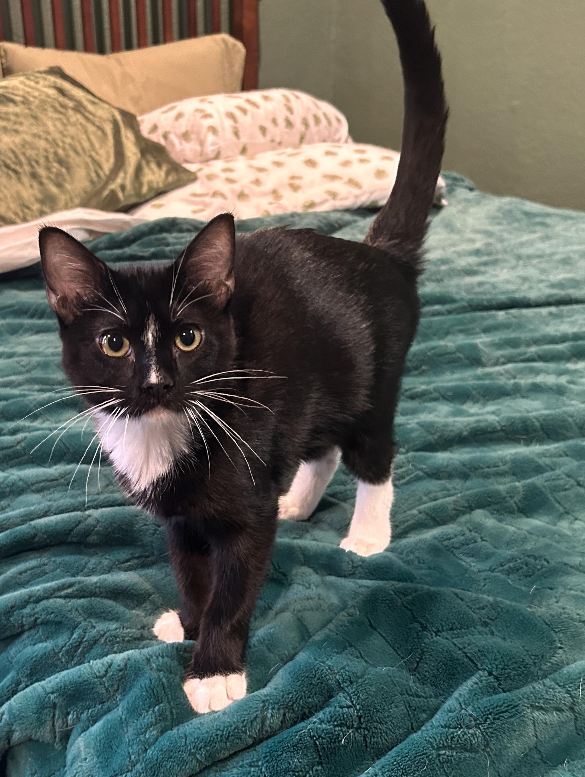 Enlarge Tux, a Adoptable Tuxedo in LAMPASAS, TX image 1/6