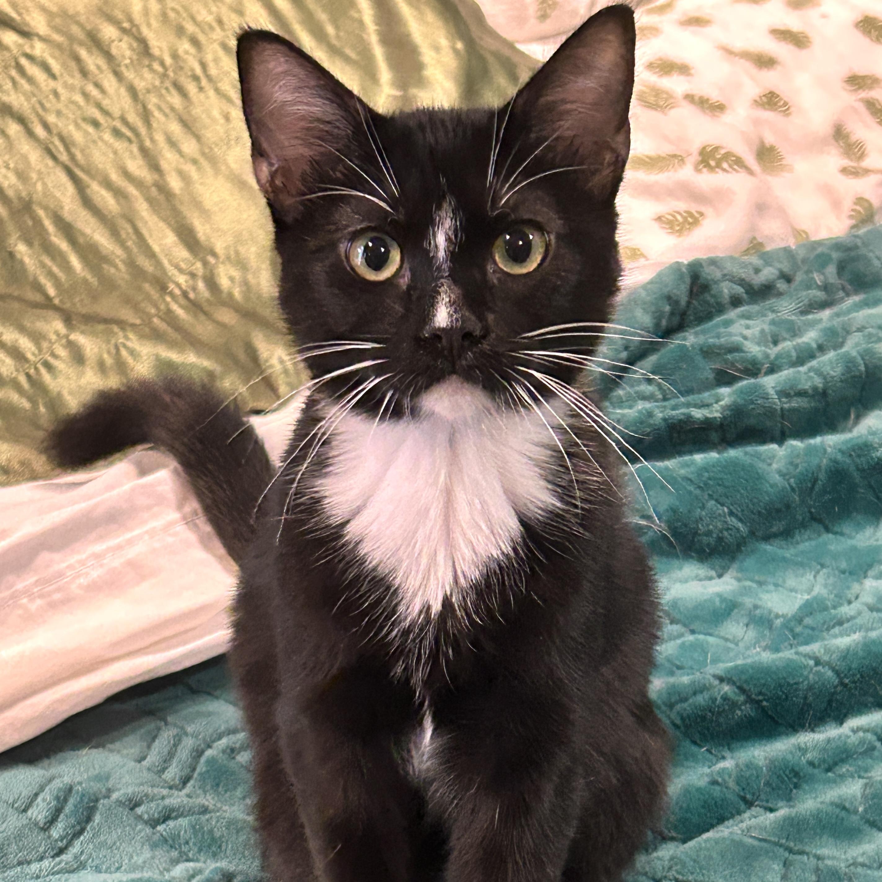 Tux, Adoptable, Young Male Tuxedo.