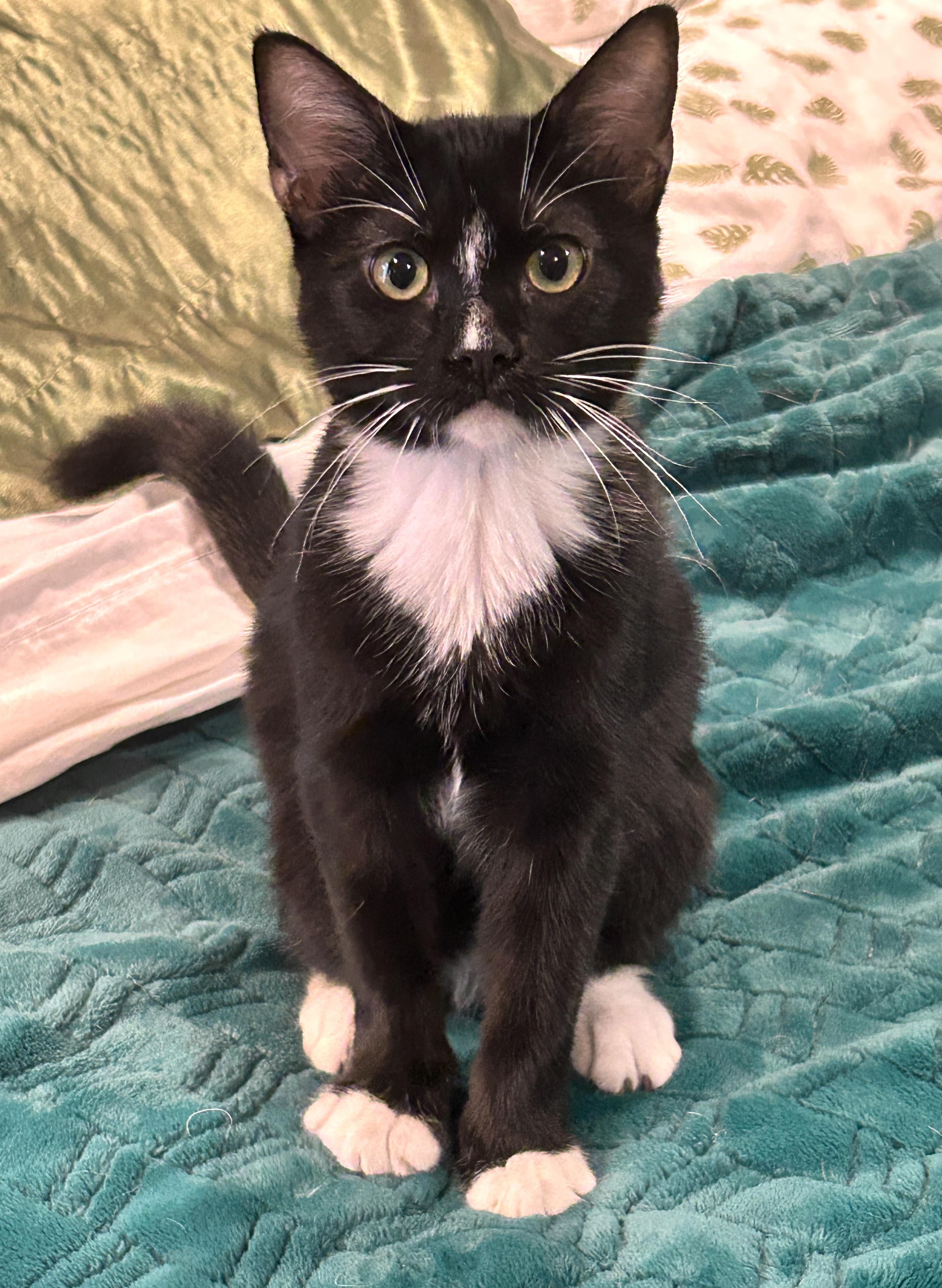 Tux, an adoptable Tuxedo in LAMPASAS, TX, 76550 | Photo Image 1