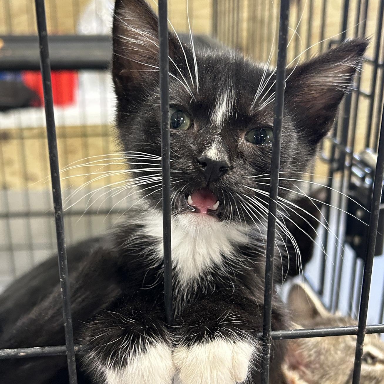 Tux, an adoptable Tuxedo in LAMPASAS, TX, 76550 | Photo Image 4