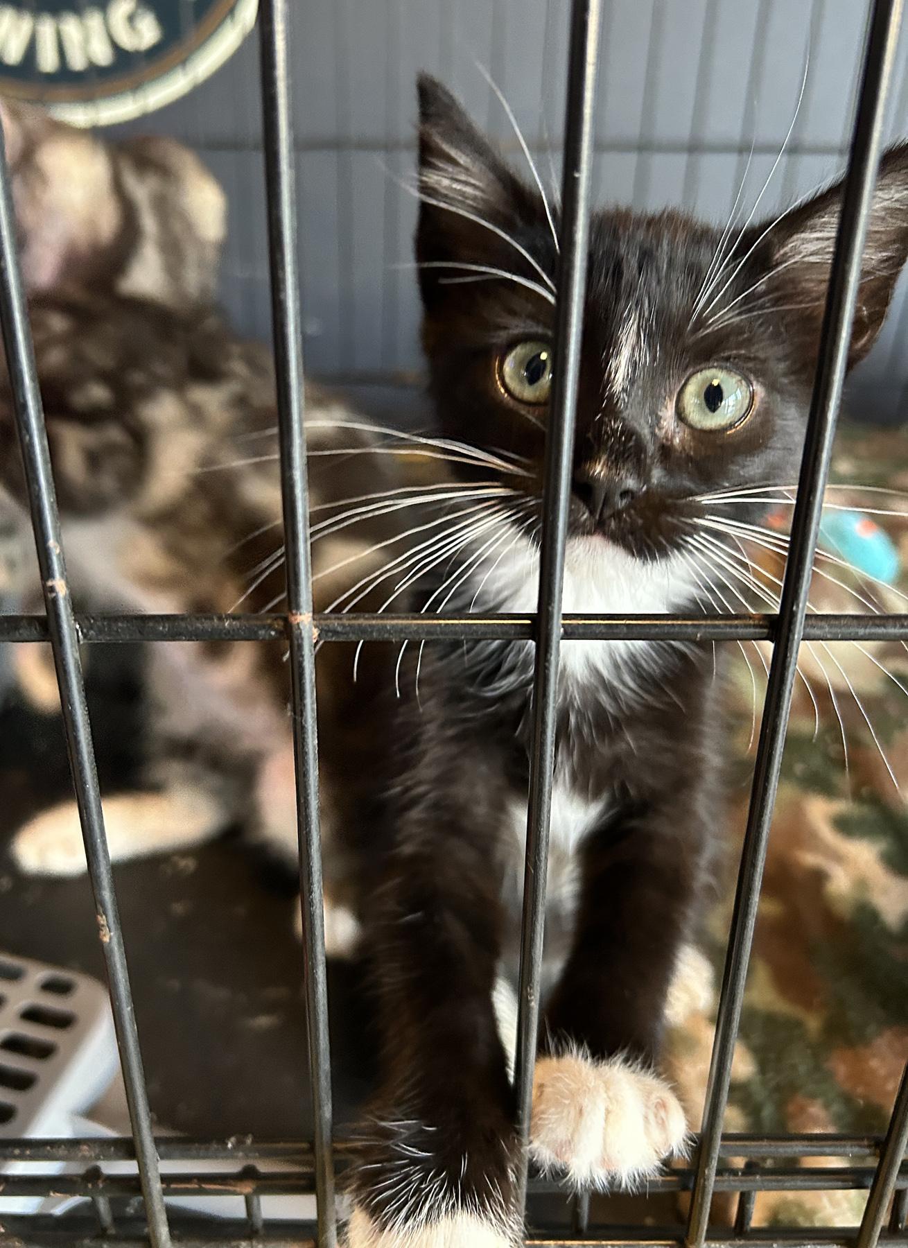 Tux, an adoptable Tuxedo in LAMPASAS, TX, 76550 | Photo Image 3