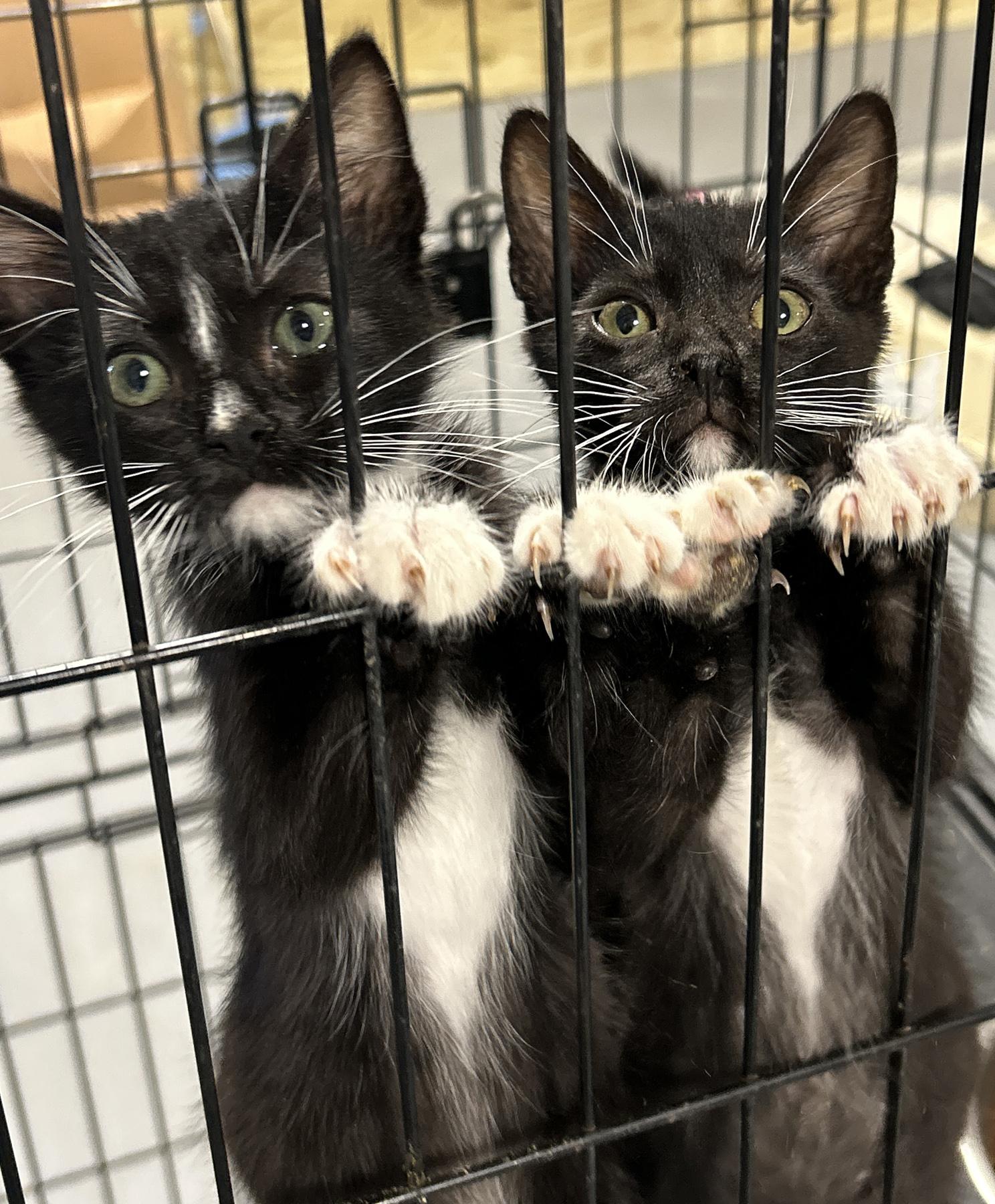 Tux, an adoptable Tuxedo in LAMPASAS, TX, 76550 | Photo Image 5