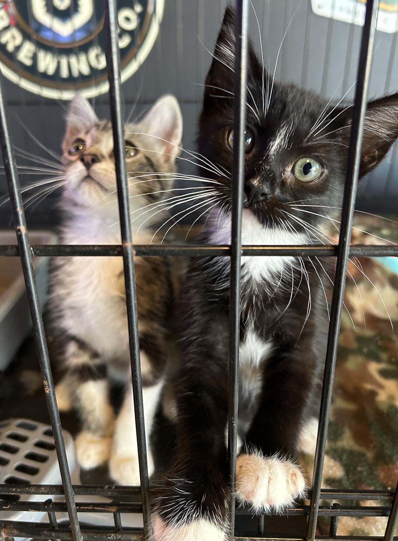 Tux, an adoptable Tuxedo in LAMPASAS, TX, 76550 | Photo Image 1
