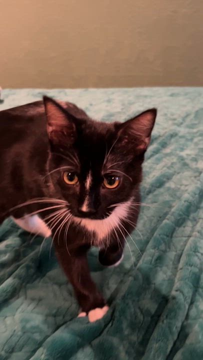 Enlarge Tux, a Adoptable Tuxedo in LAMPASAS, TX video 4/6
