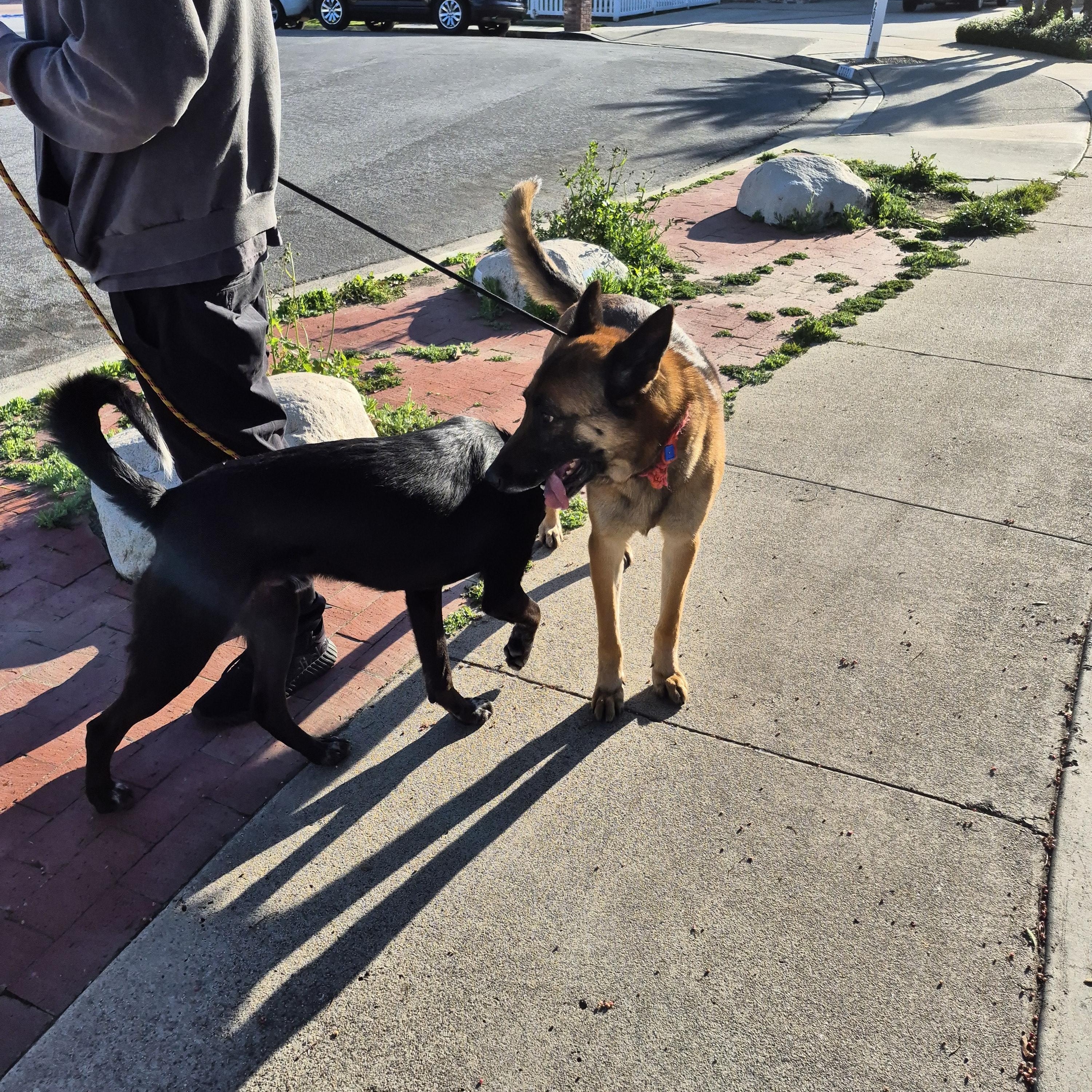Trevor Chase loves all! Kids, dogs and cats!