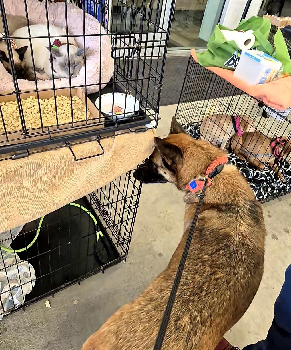 Trevor Chase loves all! Kids, dogs and cats!
