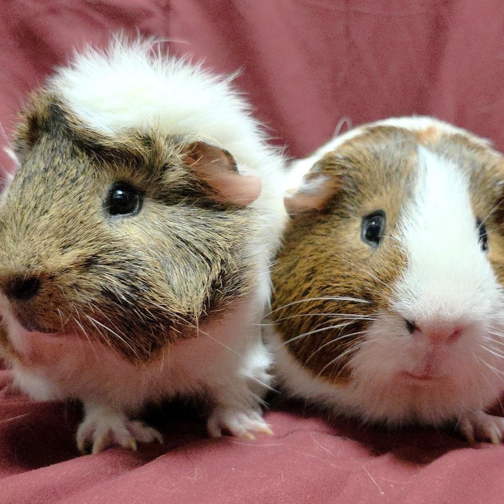 Cashew, Adoptable, Young Male Guinea Pig.
