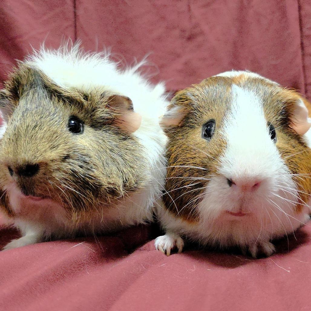 Enlarge Cashew, a Adoptable Guinea Pig in Michigan City, IN image 2/4