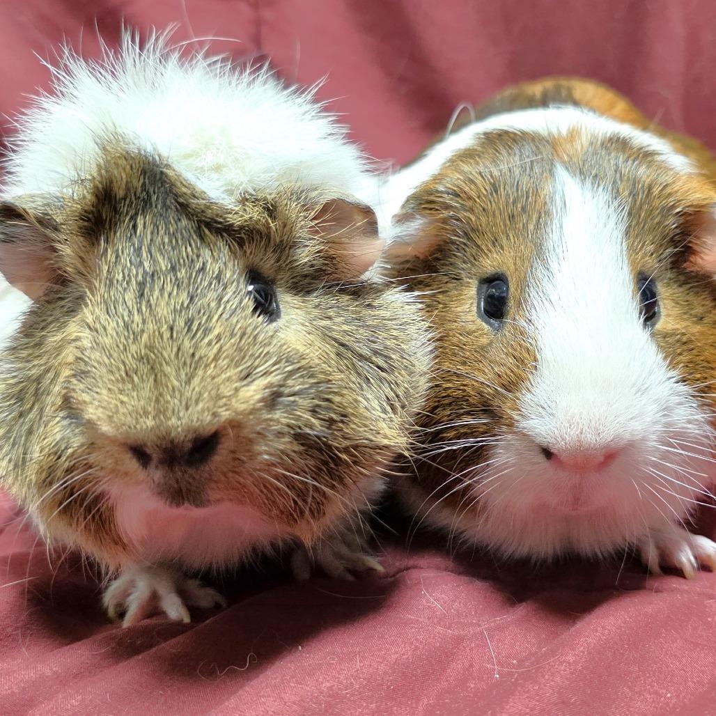 Enlarge Cashew, a Adoptable Guinea Pig in Michigan City, IN image 4/4