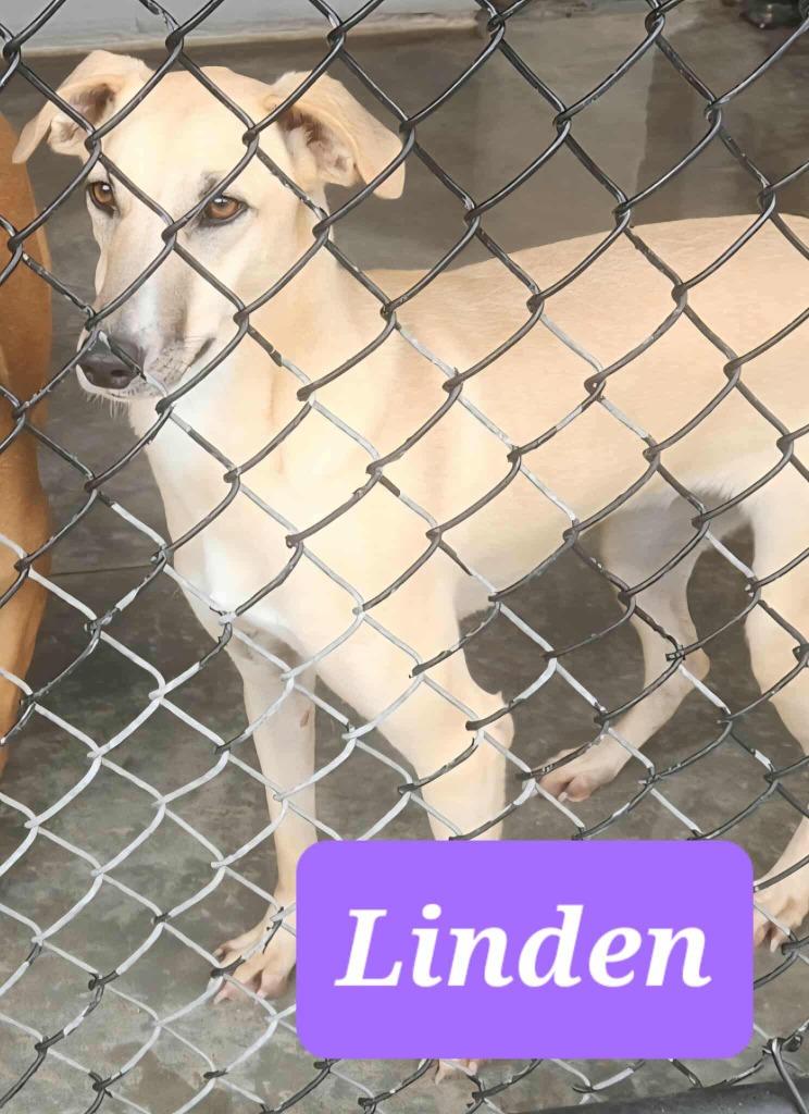 Enlarge Linden, a Adoptable mixed breed in Republic, MO image 1/2