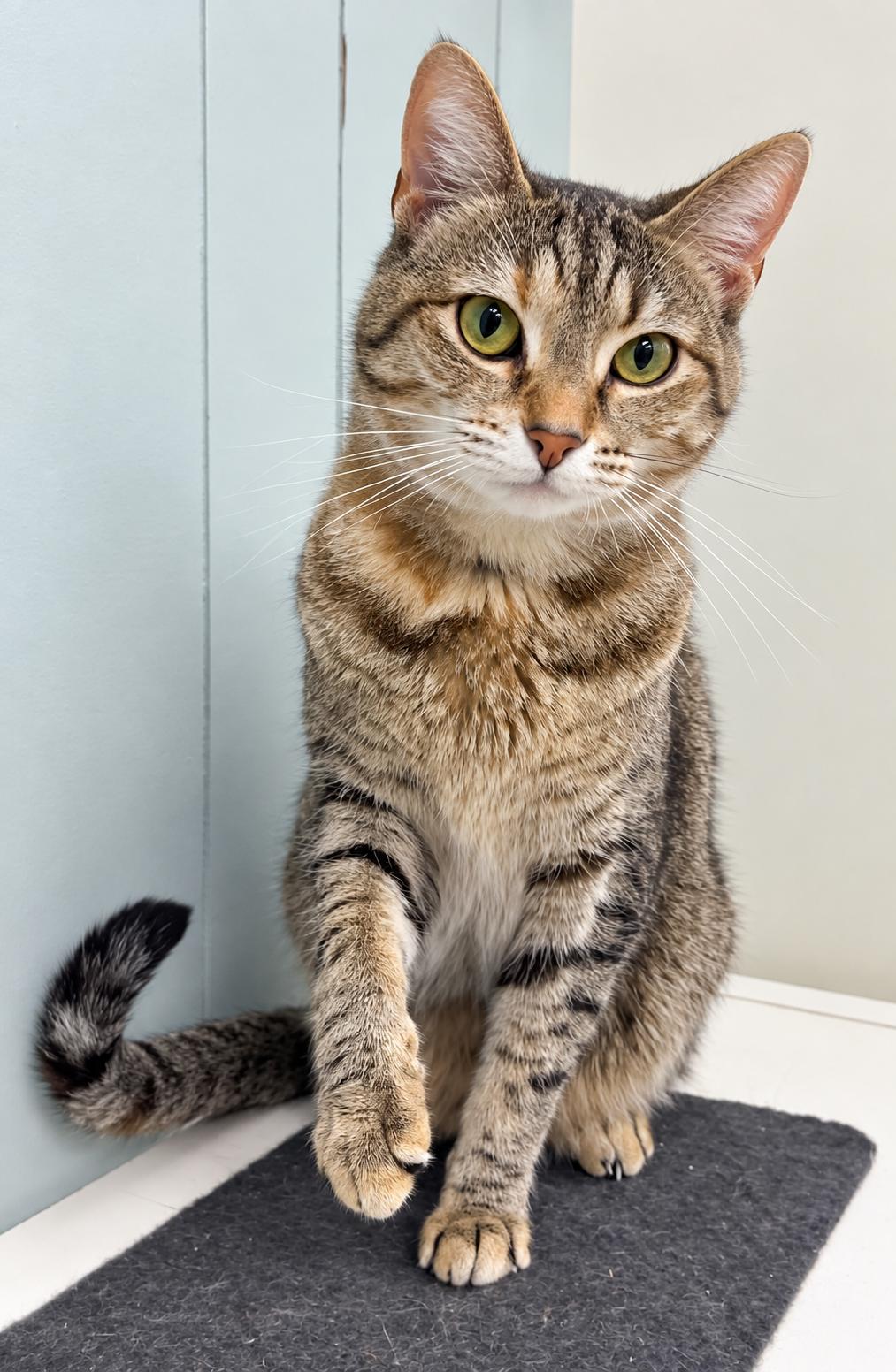 Anna, Adoptable, Adult Female Domestic Short Hair.
