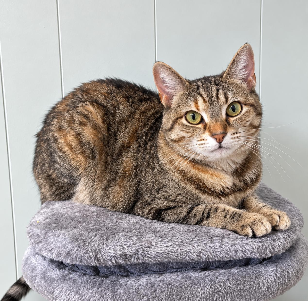Enlarge Anna, a Adoptable Domestic Short Hair in Millington, TN image 3/4