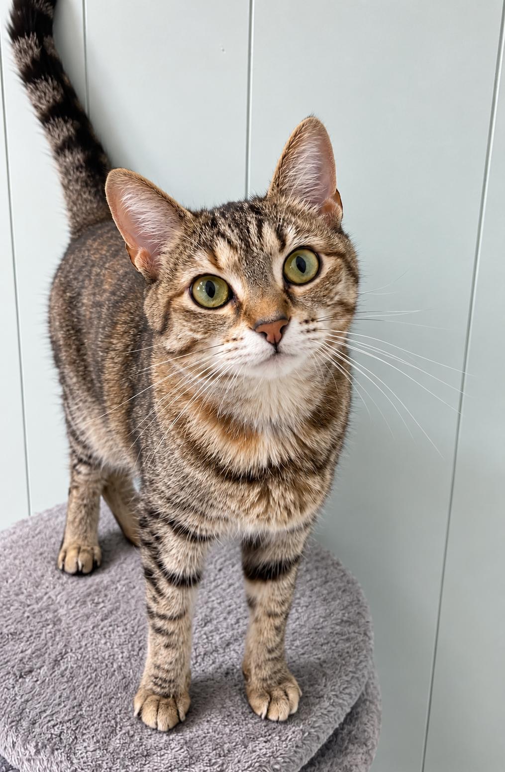 Enlarge Anna, a Adoptable Domestic Short Hair in Millington, TN image 4/4