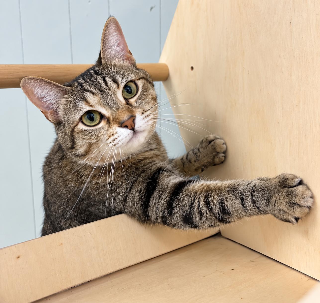 Enlarge Anna, a Adoptable Domestic Short Hair in Millington, TN image 2/4