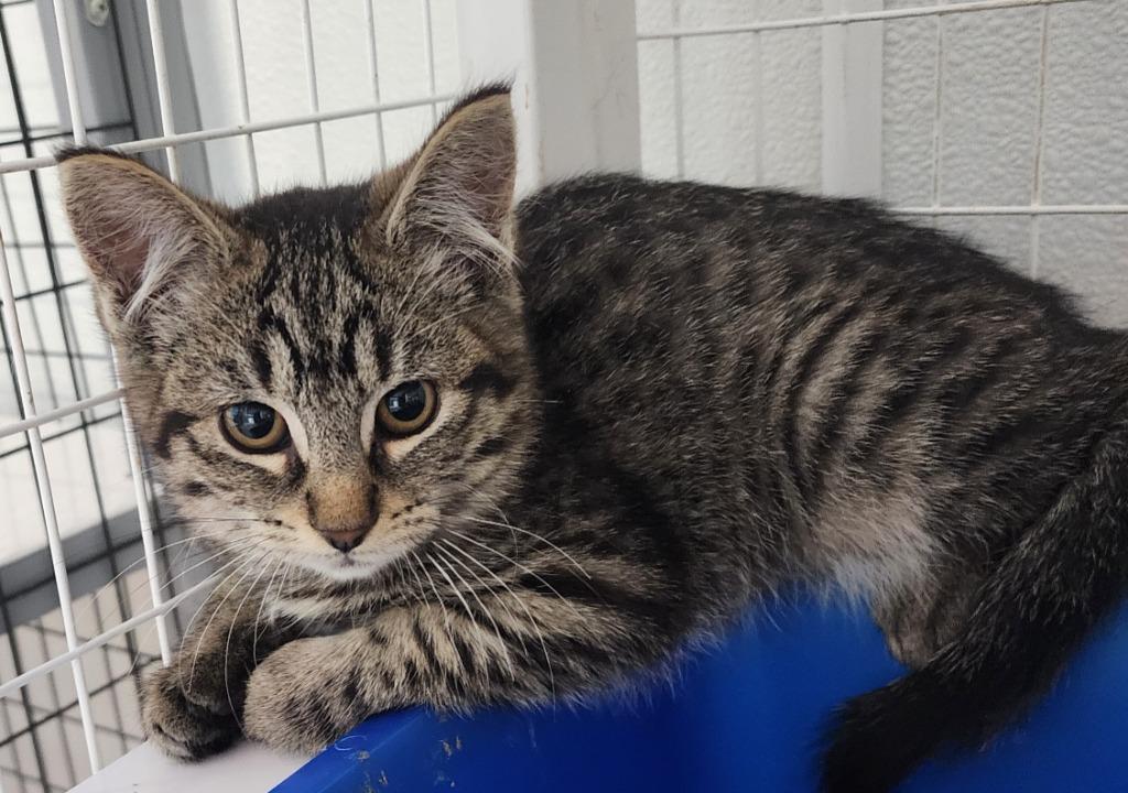 Diamondbacks, Adoptable, Young Female Domestic Short Hair.