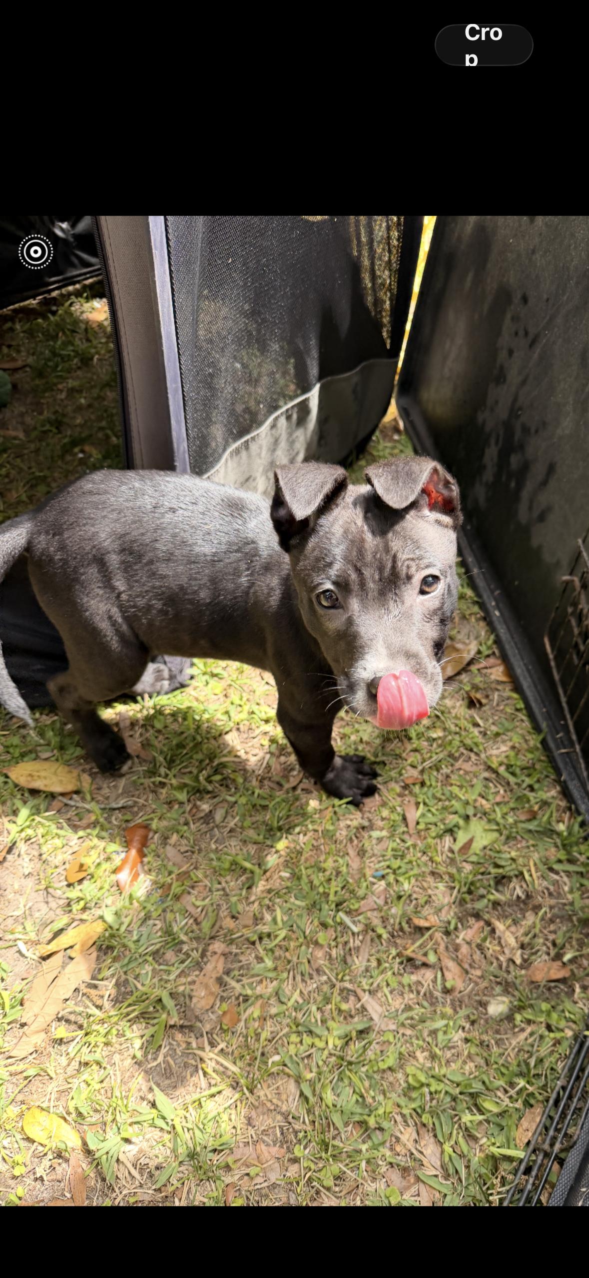 Giselle, a ADOPTABLE mixed breed in seaside heights, NJ image 3/3