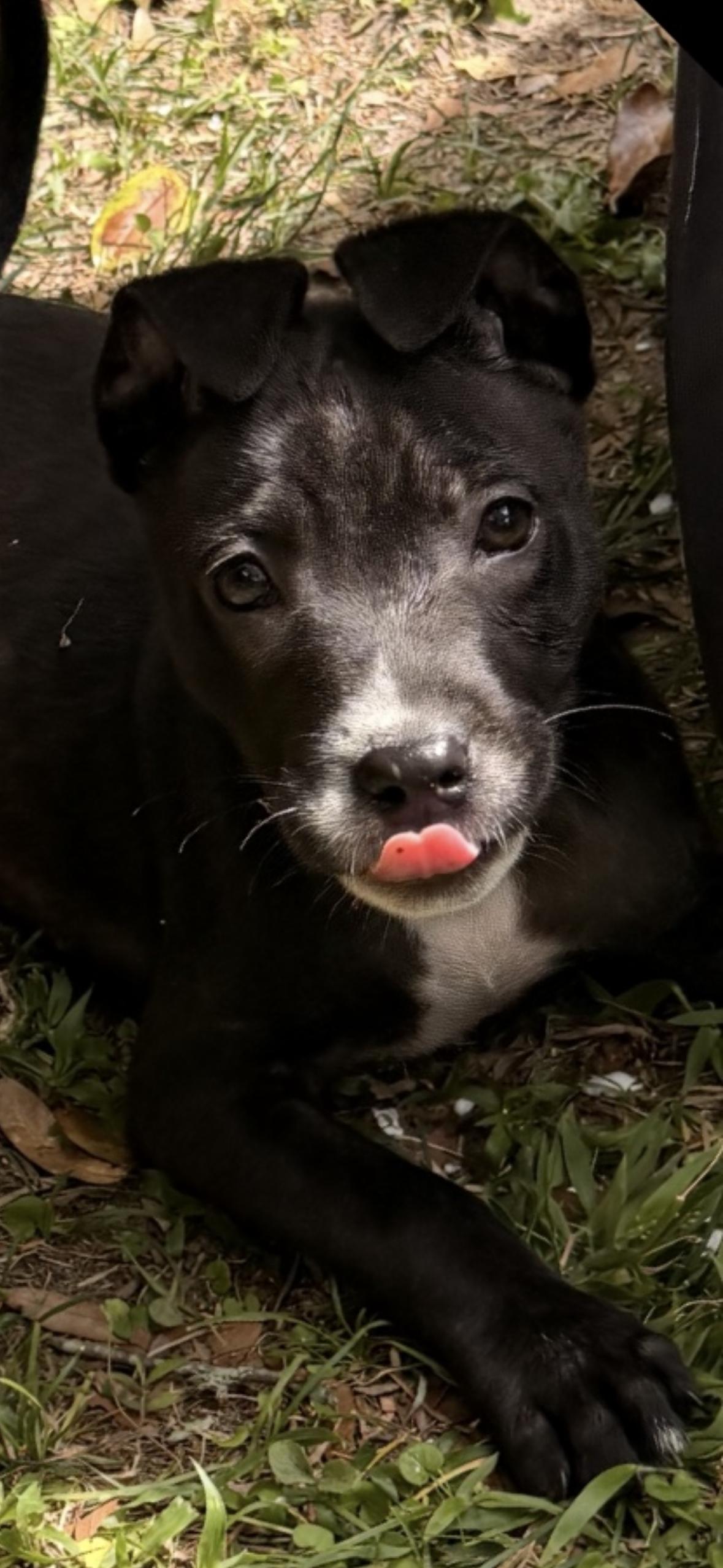 Giselle, a ADOPTABLE mixed breed in seaside heights, NJ image 2/3