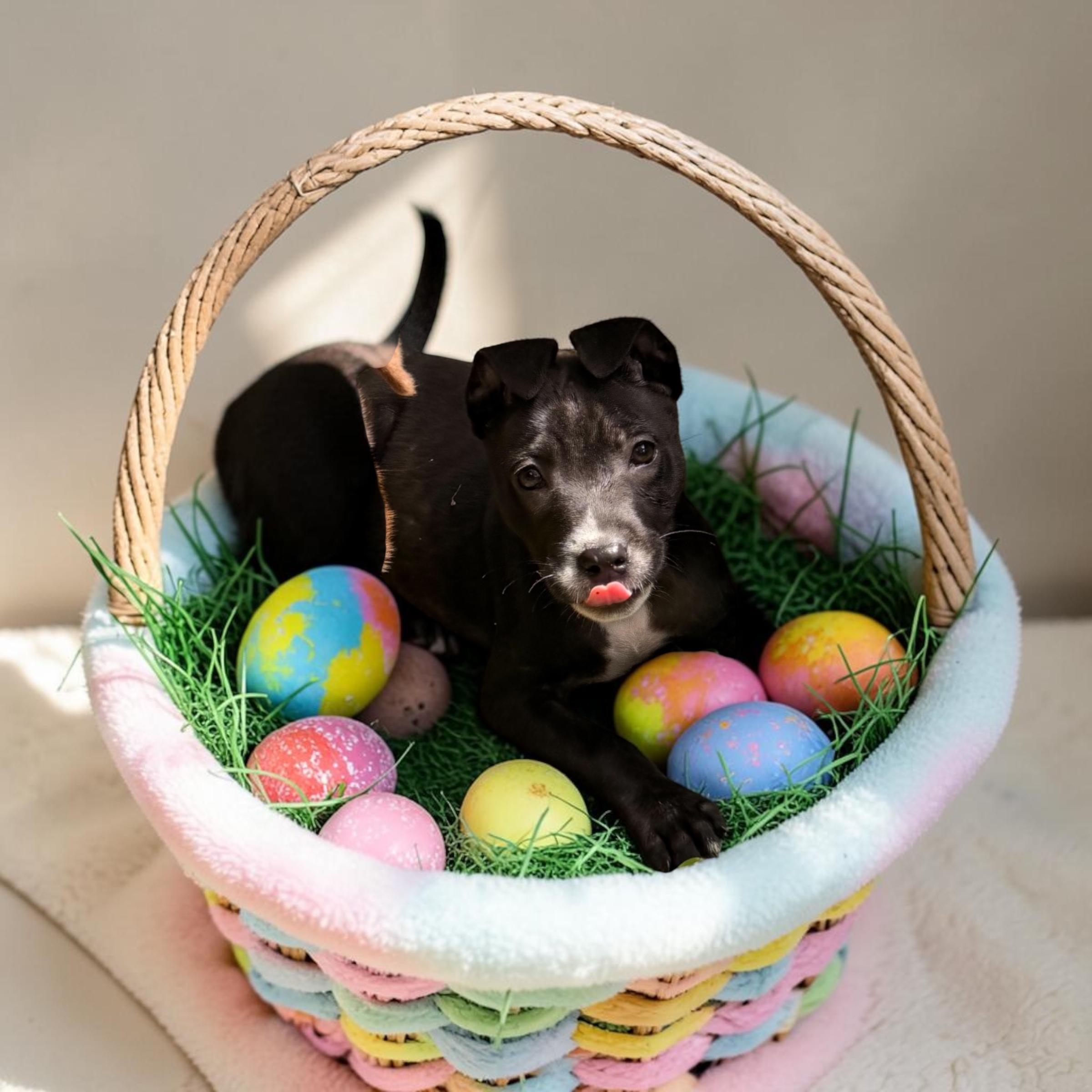 Giselle, a ADOPTABLE mixed breed in seaside heights, NJ image 1/3