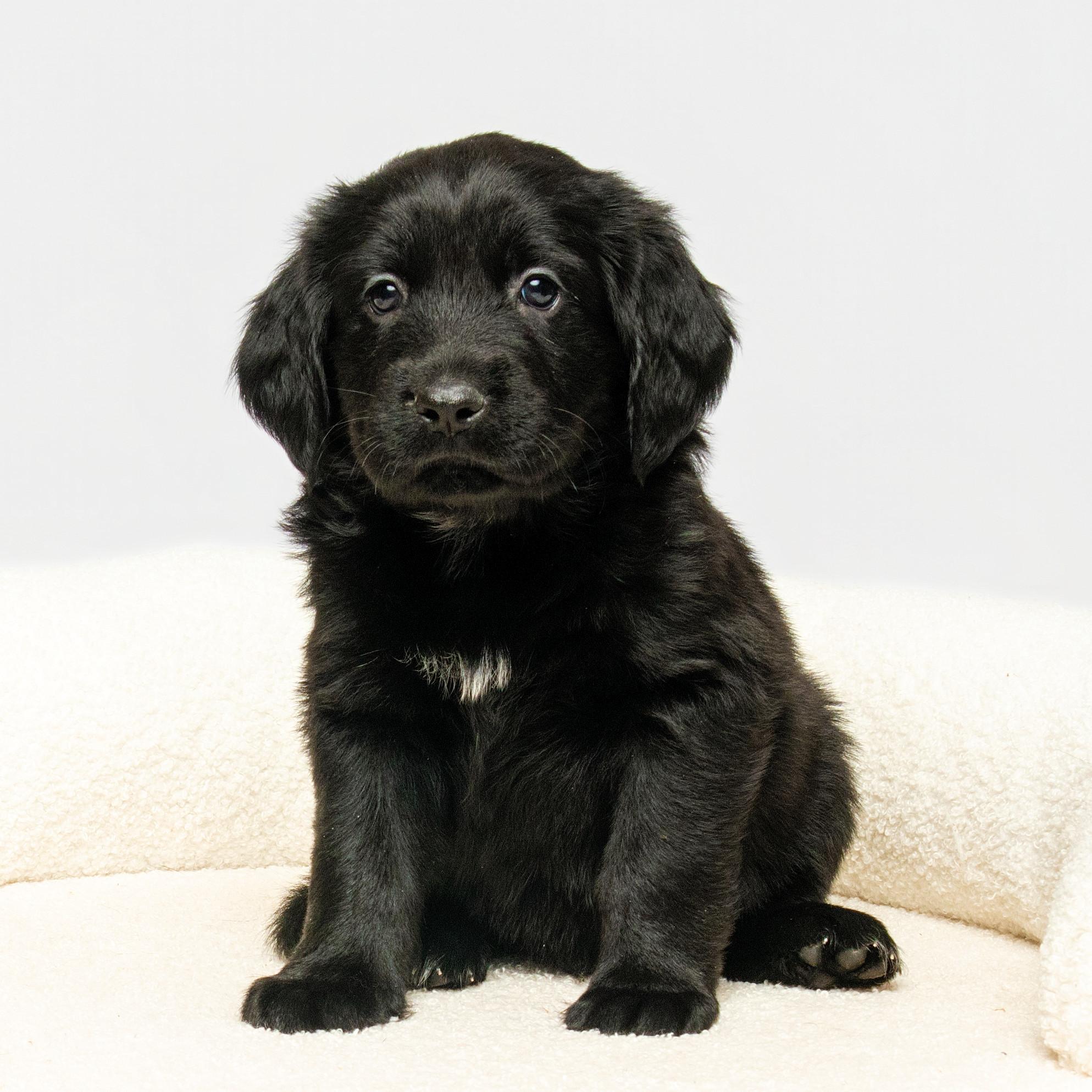 Enlarge Wesley, an adopted mixed breed in Grand Forks, ND image 1/2