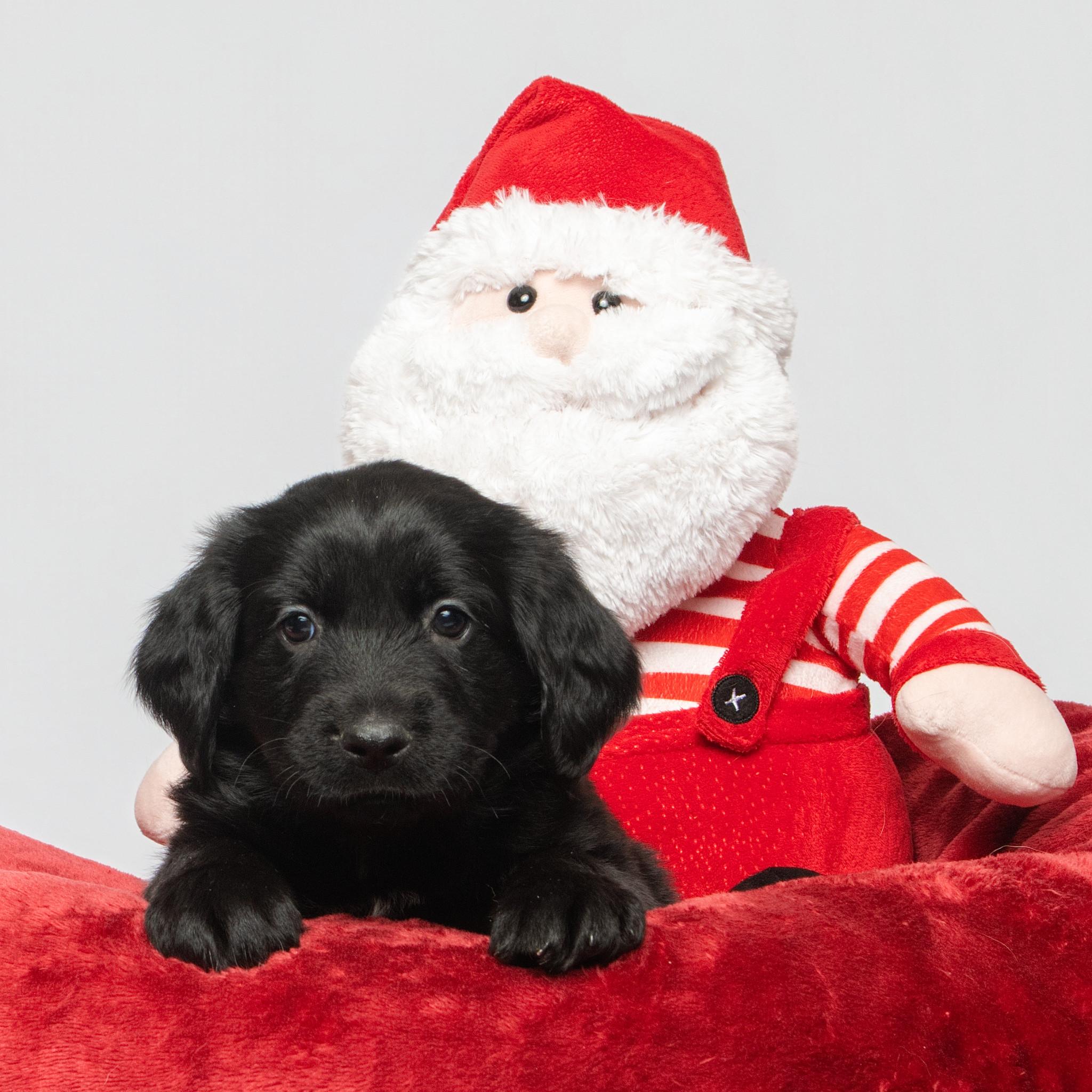 Enlarge Wesley, an adopted mixed breed in Grand Forks, ND image 2/2