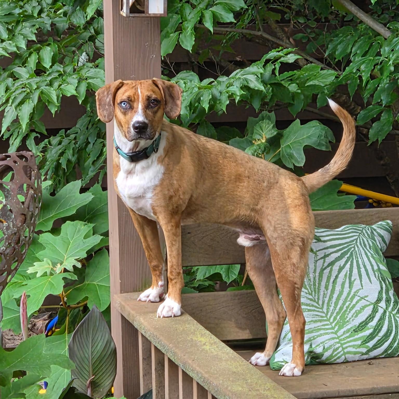 Alfie, Adoptable, Adult Male Hound & Mixed Breed.