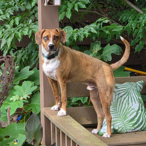 Enlarge Alfie, a Adoptable mixed breed in Fishers, IN image 2/6