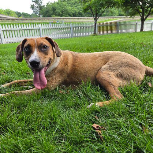 Enlarge Alfie, a Adoptable mixed breed in Fishers, IN image 4/6