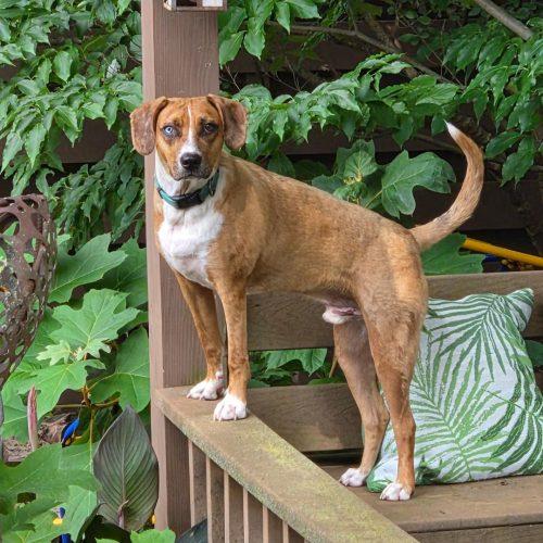 Enlarge Alfie, a Adoptable mixed breed in Fishers, IN image 5/6