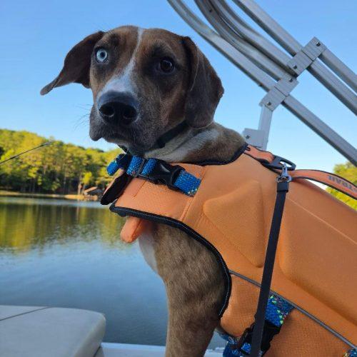 Enlarge Alfie, a Adoptable mixed breed in Fishers, IN image 6/6