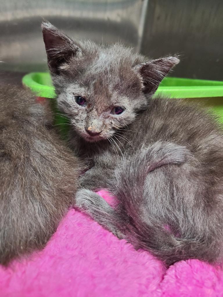 C1017-25, Adoptable, Adult Female Domestic Short Hair.