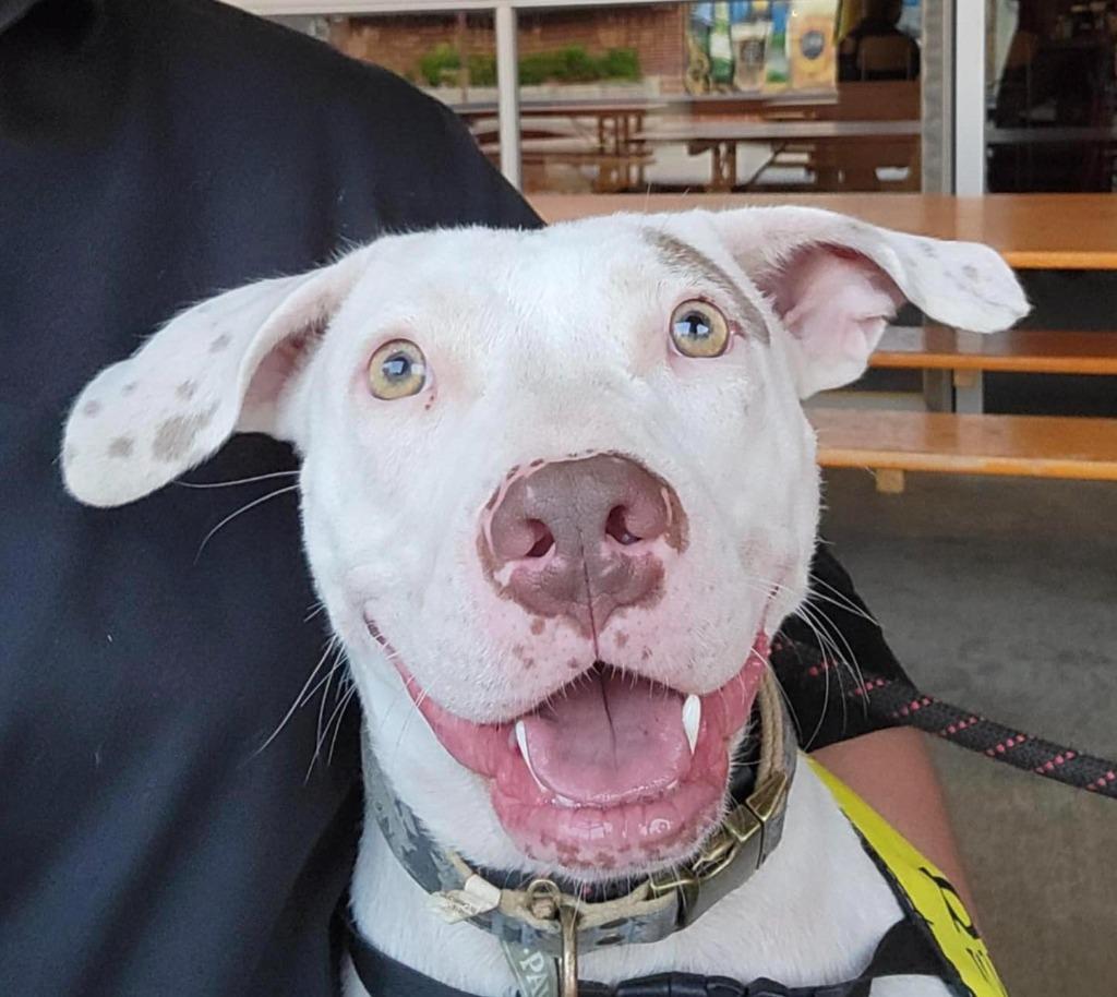 Sofie, Adoptable, Young Female Pit Bull Terrier.