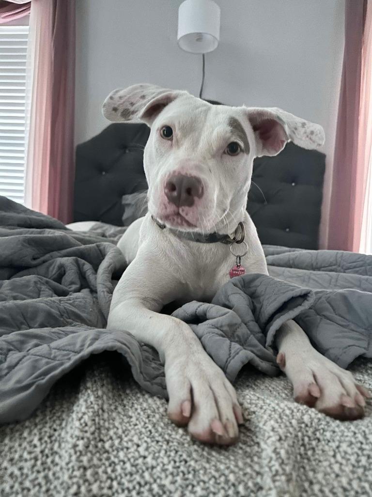 Sofie, a Adoptable mixed breed in Mustang, OK image 2/4