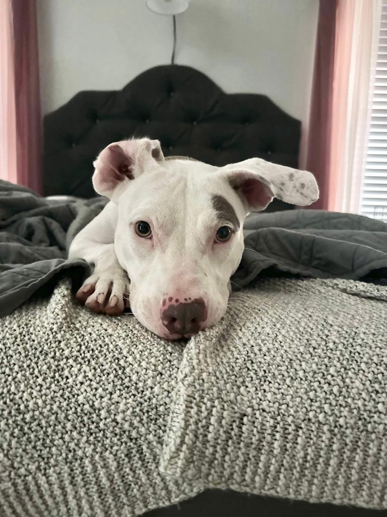 Sofie, a Adoptable mixed breed in Mustang, OK image 3/4