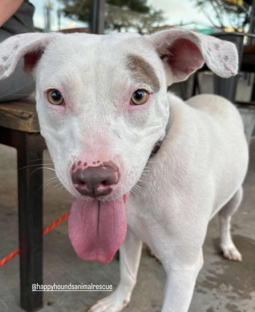 Sofie, a Adoptable mixed breed in Mustang, OK image 4/4