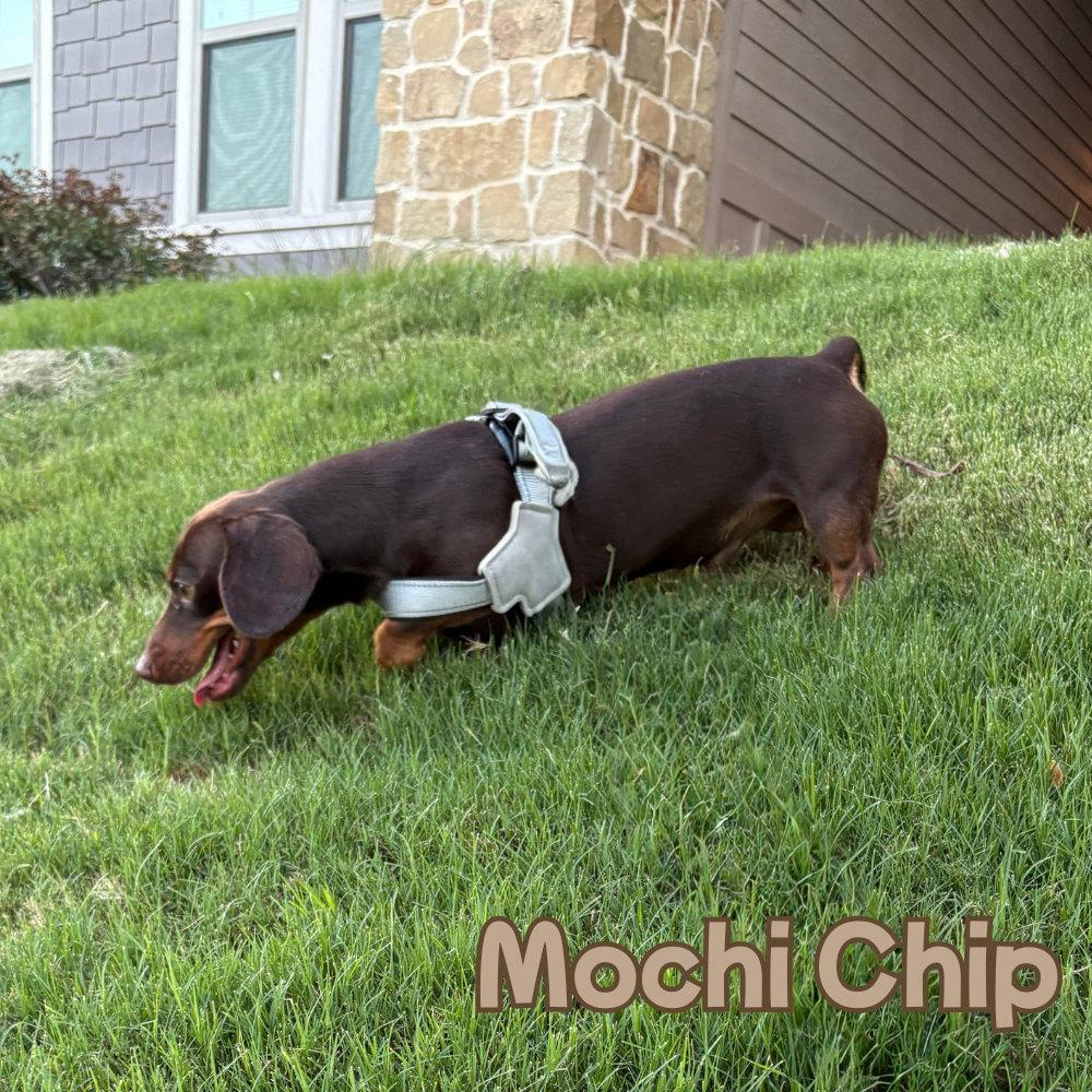 Mochi Chip, a Adoptable Dachshund in San Antonio, TX image 2/3