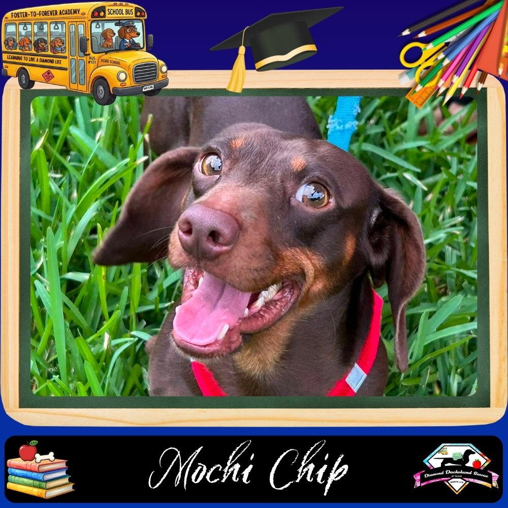 Mochi Chip, a Adoptable Dachshund in San Antonio, TX image 3/3