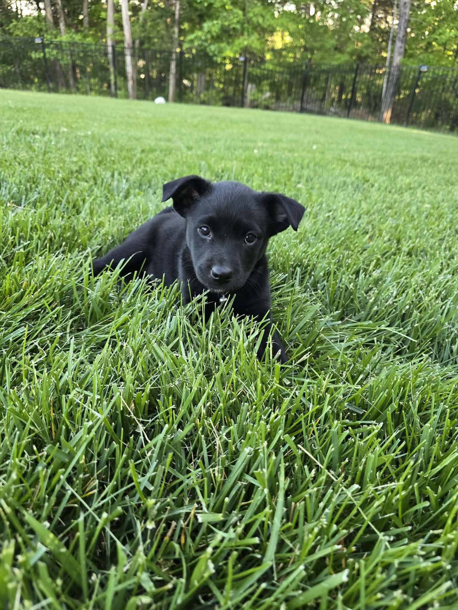 Lucy, Adoptable, Puppy Female Labrador Retriever & Husky.