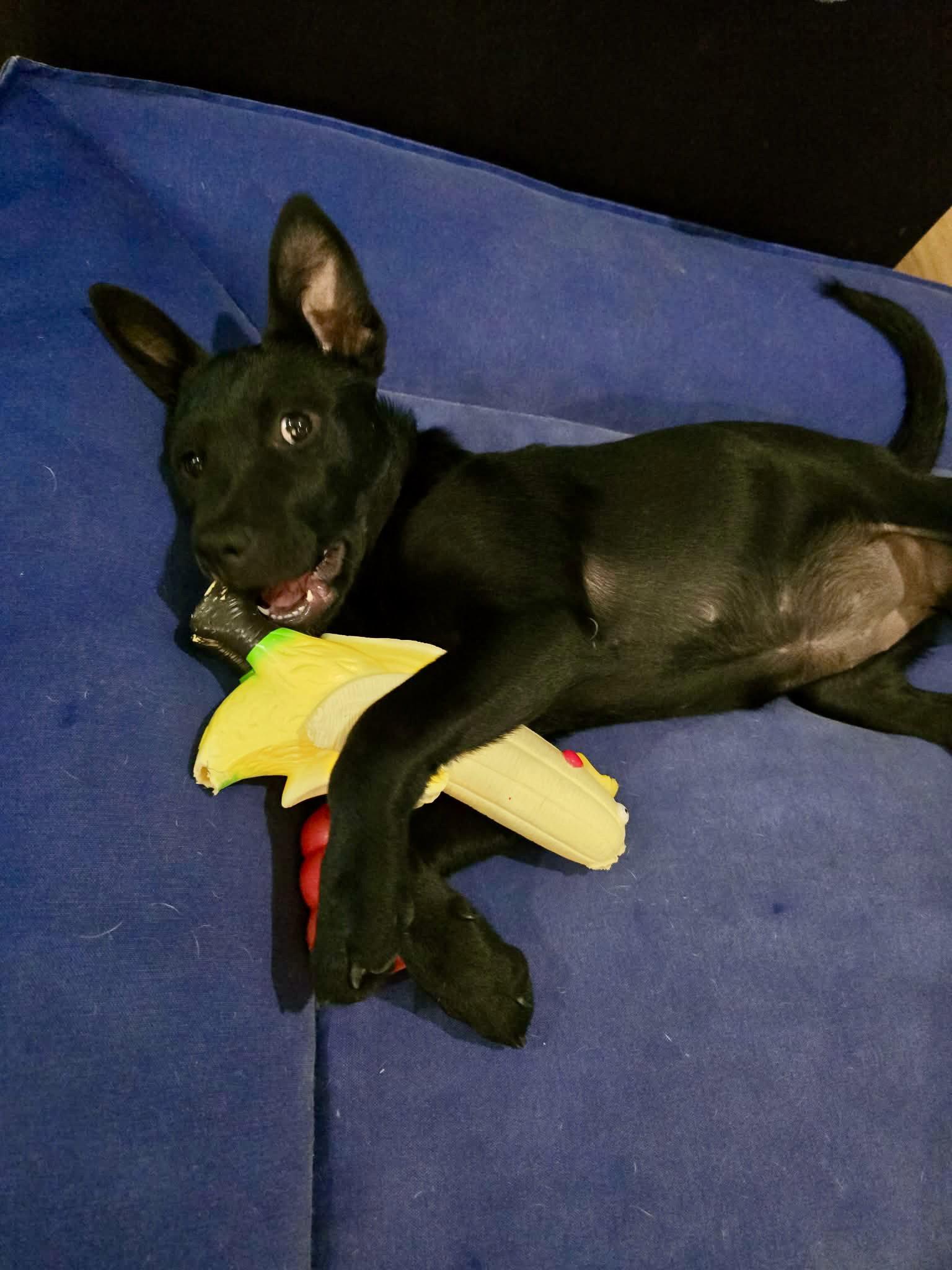 Lucy, Adoptable, Puppy Female Labrador Retriever & Husky.