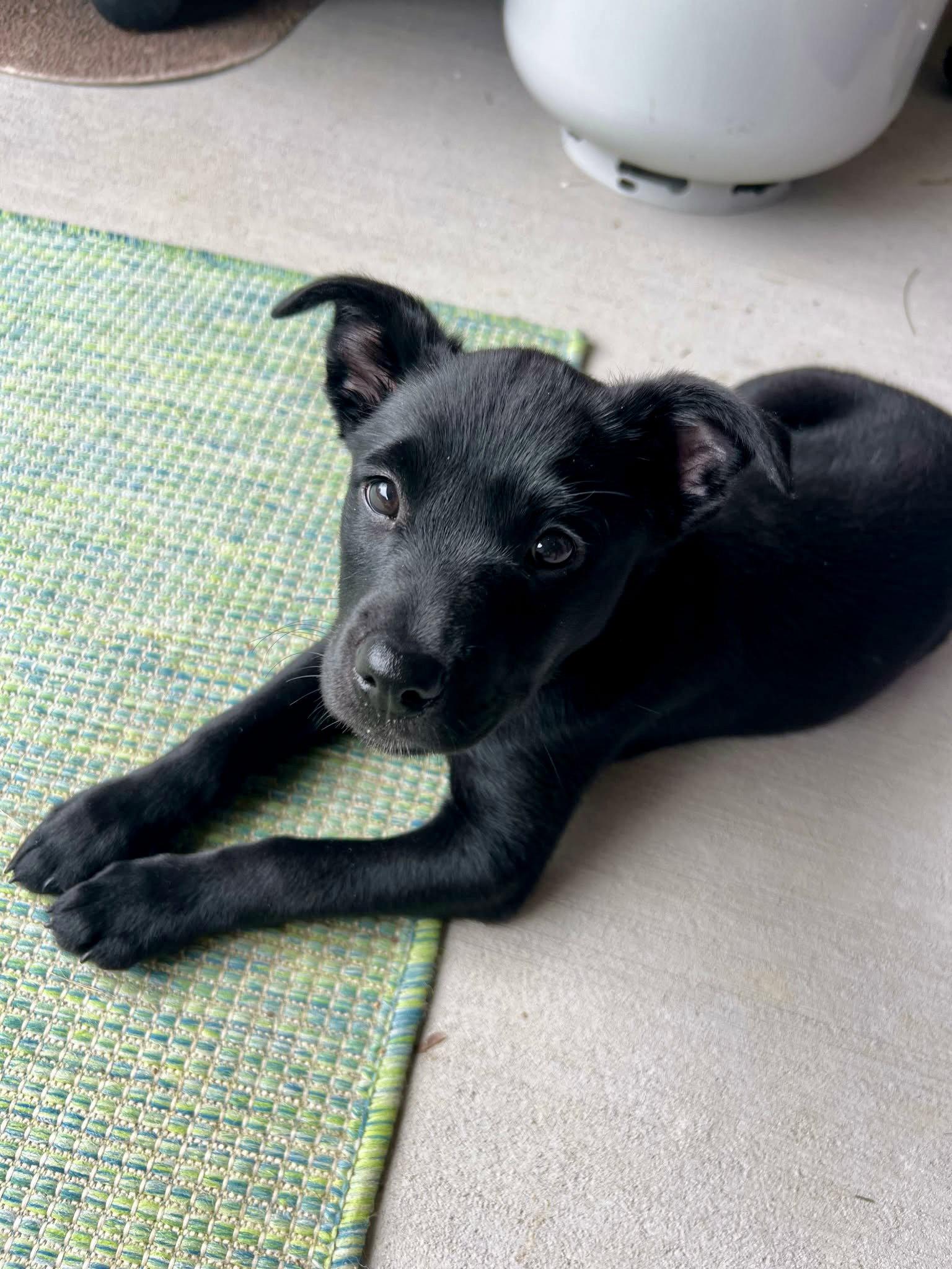 Lucy, Adoptable, Puppy Female Labrador Retriever & Husky.