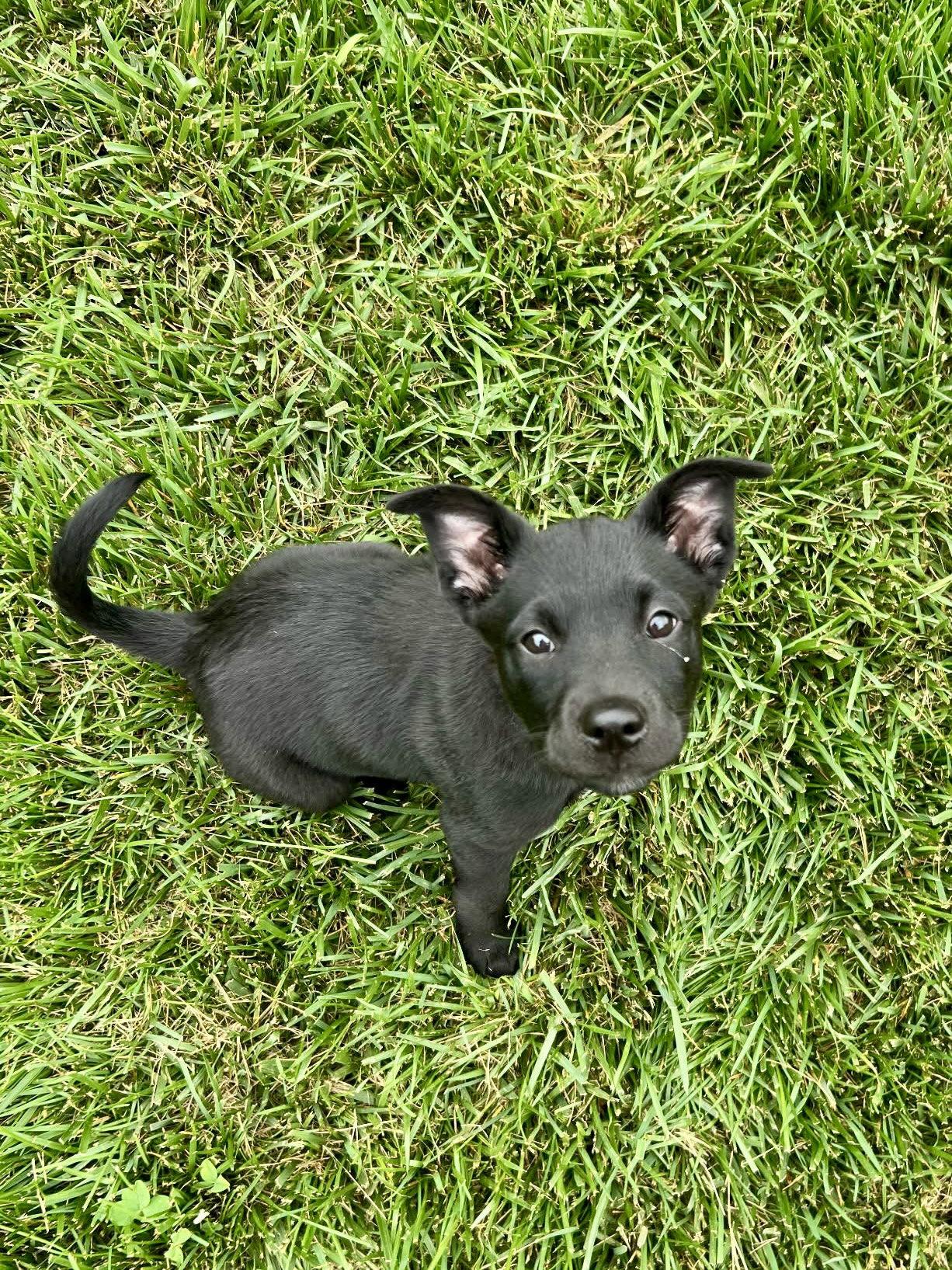 Lucy, a Adoptable mixed breed in Barnhart, MO image 2/3