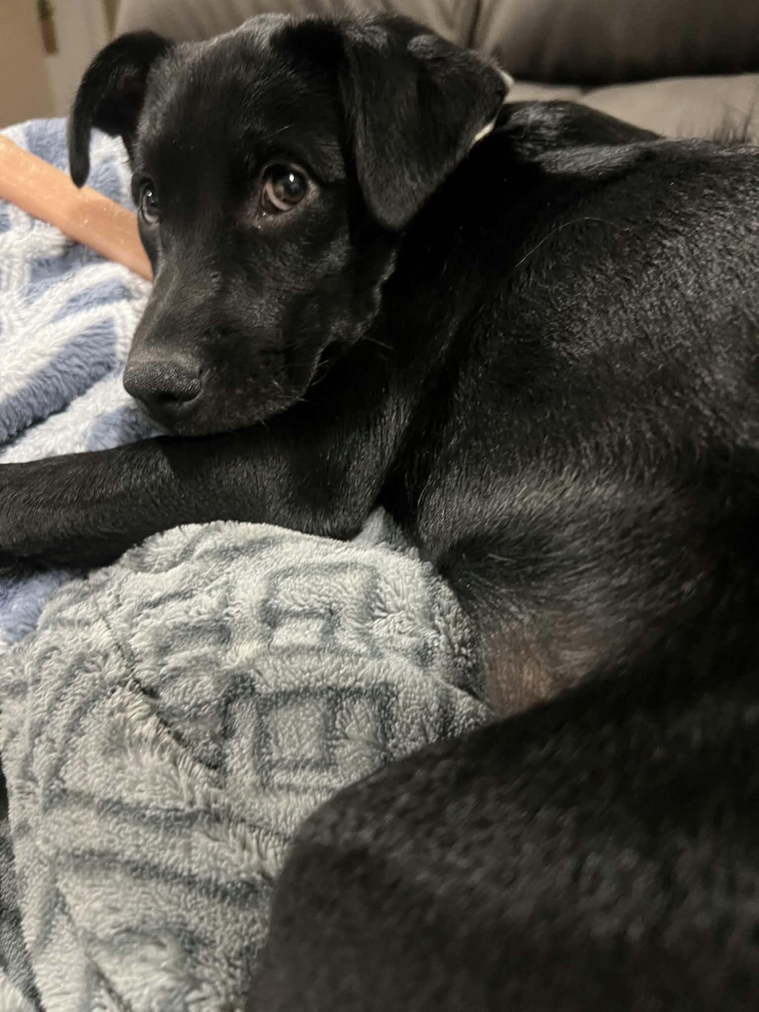 Lucy, a Adoptable mixed breed in Barnhart, MO image 2/3