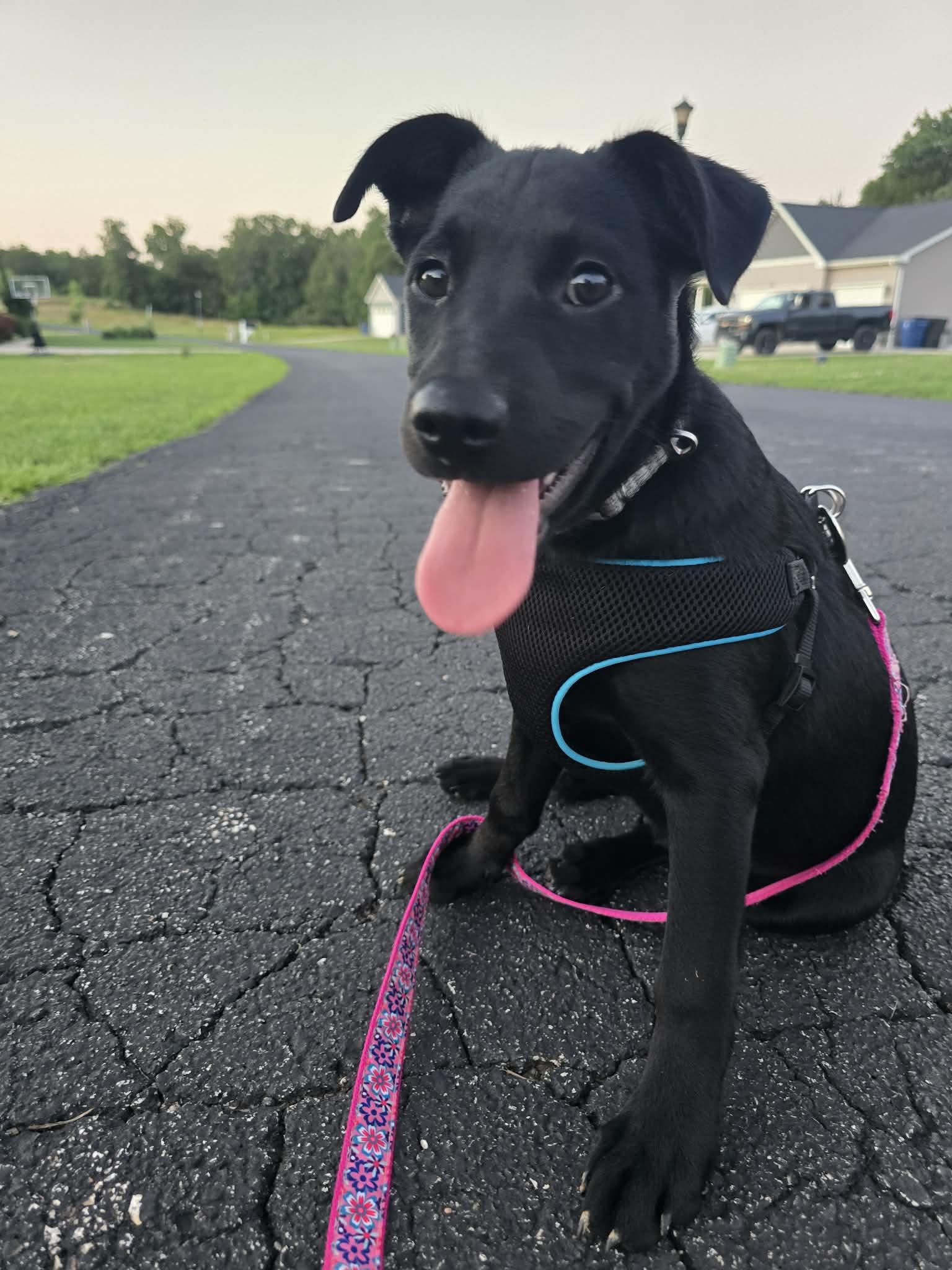 Lucy, a Adoptable mixed breed in Barnhart, MO image 3/3