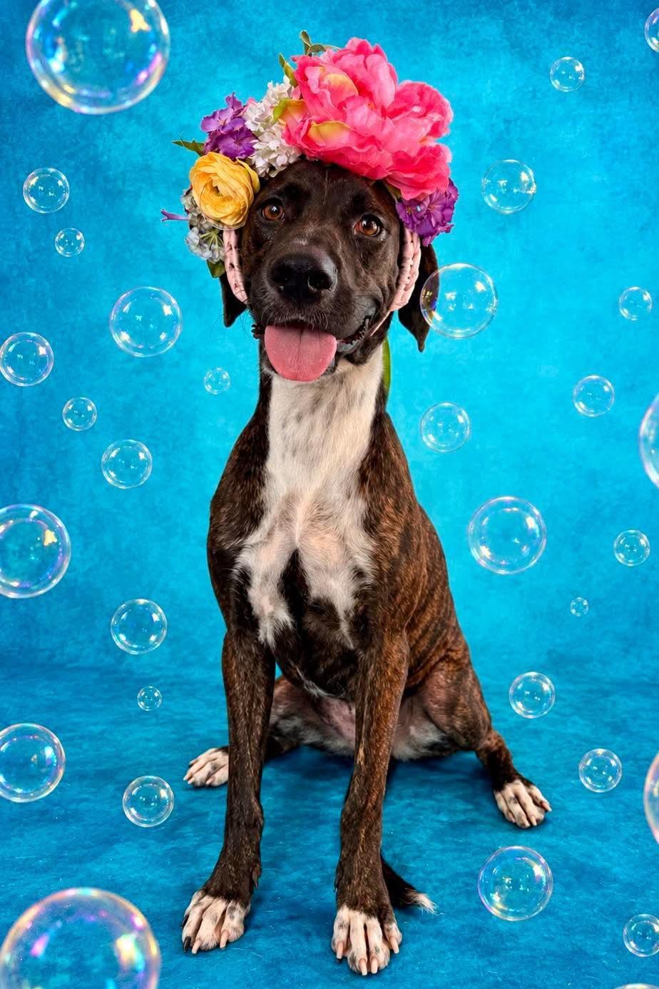 Enlarge LuLu, a Adoptable mixed breed in Nashua, NH image 4/6
