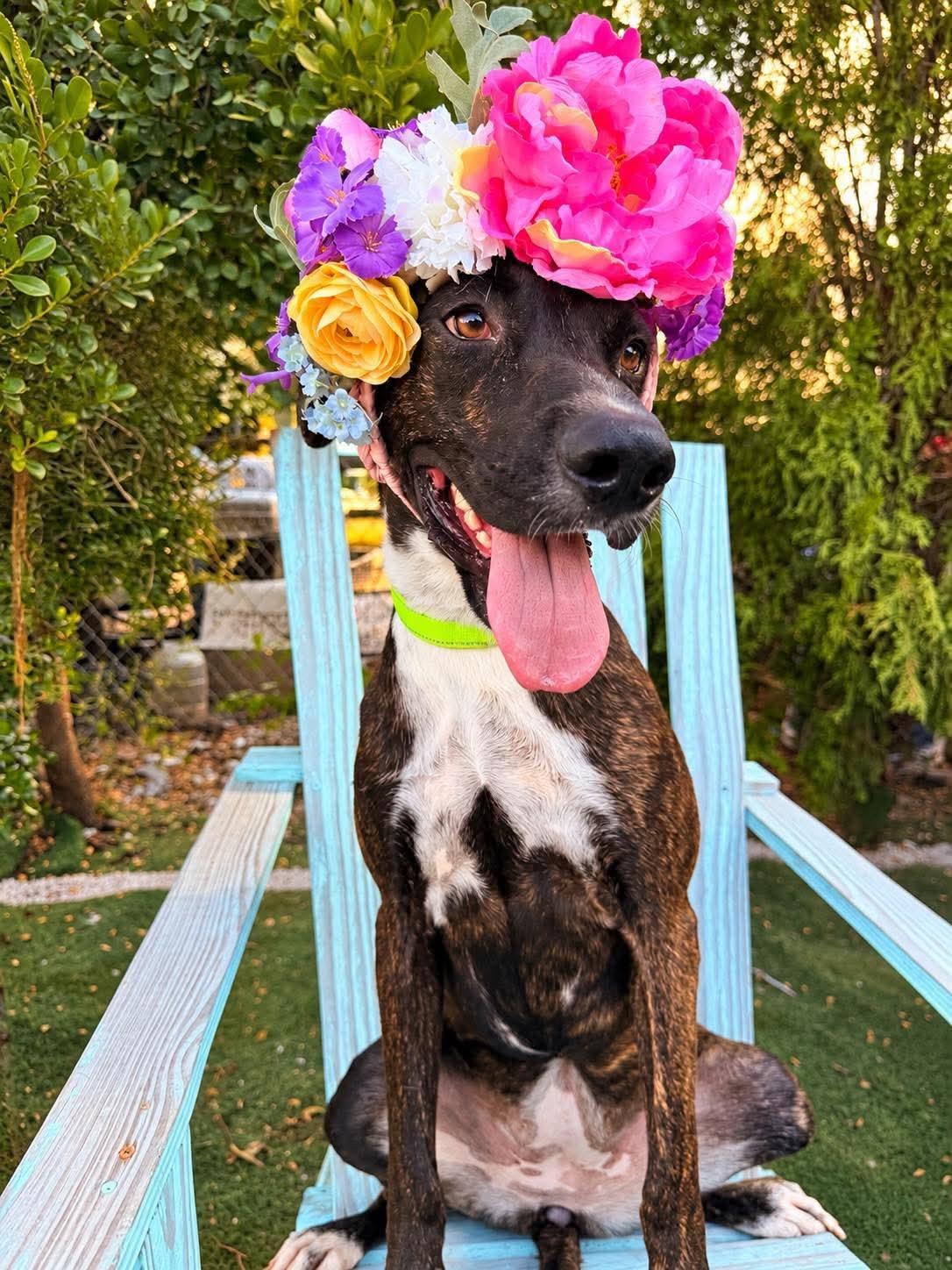 Enlarge LuLu, a Adoptable mixed breed in Nashua, NH image 5/6