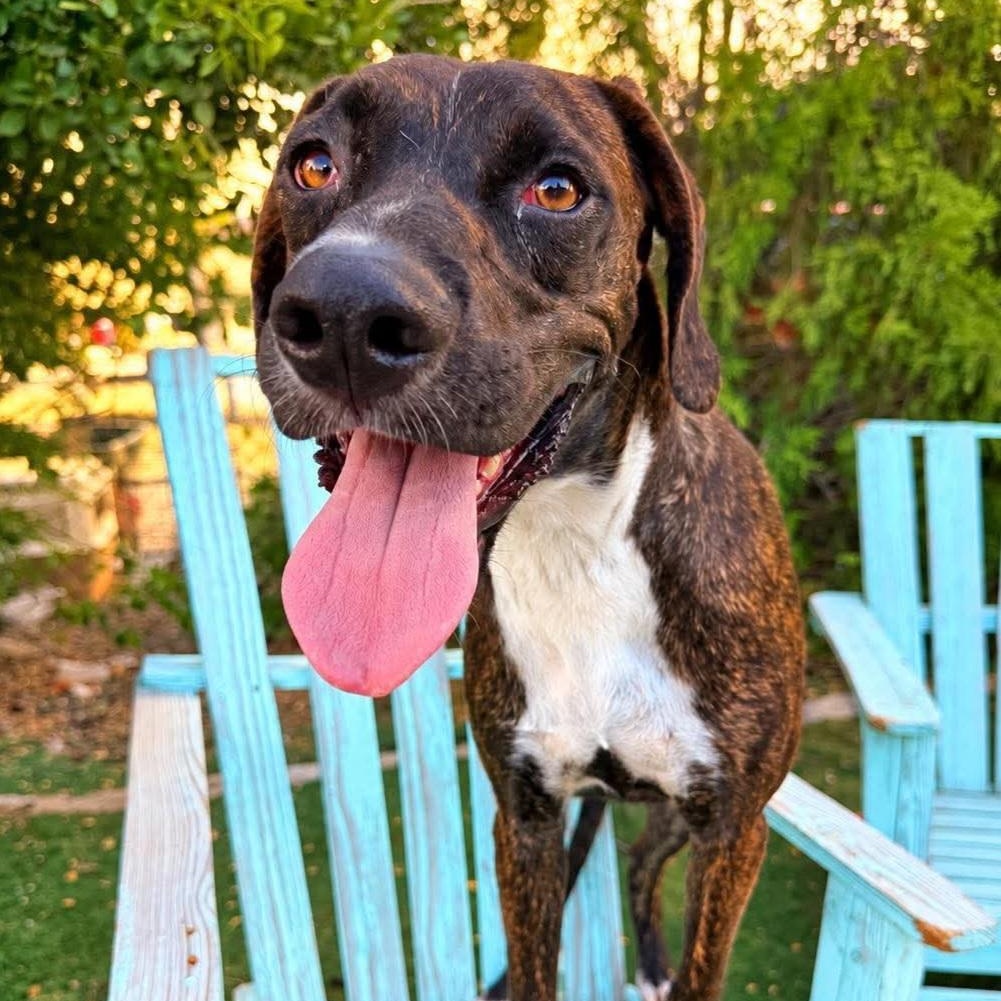 Enlarge LuLu, a Adoptable mixed breed in Nashua, NH image 1/6