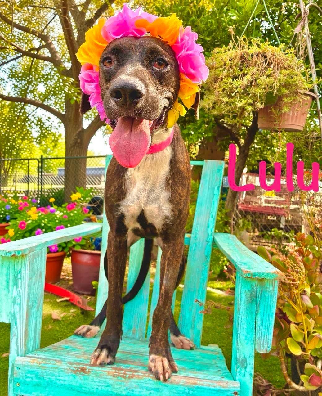 Enlarge LuLu, a Adoptable mixed breed in Nashua, NH image 2/6