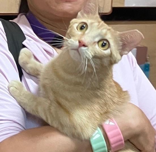 Margarita, Adoptable, Adult Female Domestic Short Hair.