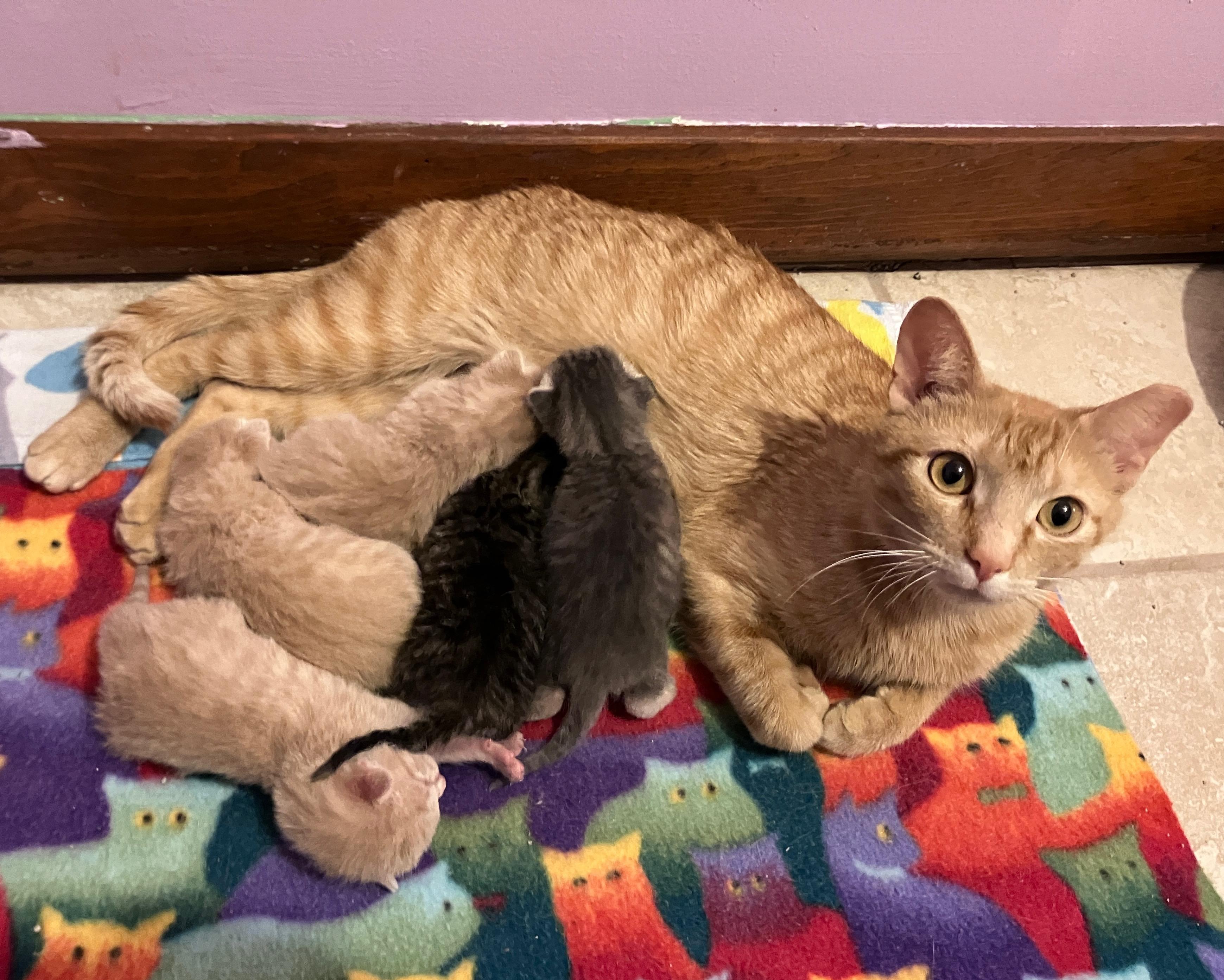 Enlarge Margarita, a Adoptable Domestic Short Hair in Highland, IN image 3/3